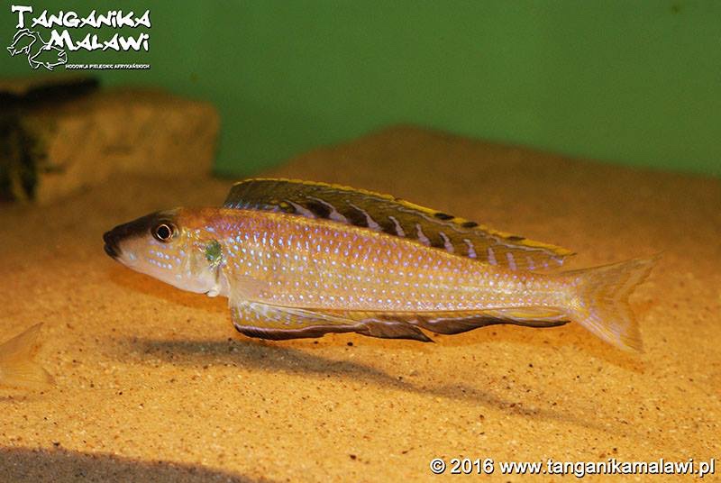 Enantiopus melanogenys 'Kombe'